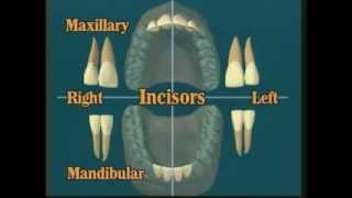 V102 Dental Anatomy All About Teeth [upl. by Yldarb]