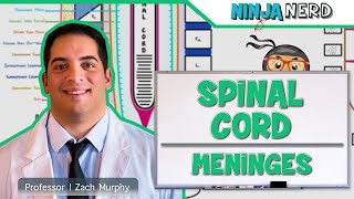 Neurology  Spinal Cord Meninges [upl. by Nahama787]