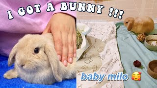 I GOT A BUNNY VLOG Come with me to get my holland lop baby [upl. by Broder]