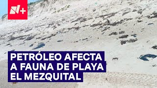 Pescadores reportan petróleo en la orilla de la Playa El Mezquital que afecta a fauna local  N [upl. by Humberto]