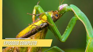 Asombrosos mundos animales e impresionantes paisajes  Episodio Completo [upl. by Haleemaj378]