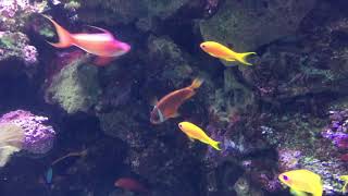 Anthias [upl. by Lashondra]