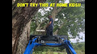 Cutting BIG Branches Off A HUGE Tree [upl. by Ahseile]