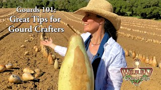 Gourds 101 A Quick Start Guide to Gourds [upl. by Yras453]