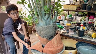 Adenium Arabicum Huge plant  Repotting  Shifting [upl. by Aldredge]