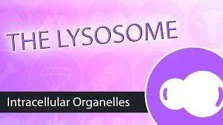 Intracellular Organelles The Lysosome [upl. by Sherill465]