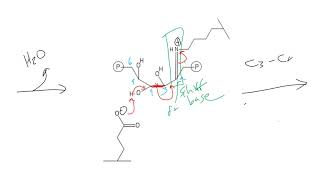 CHEM 407  Aldolase [upl. by Shaff644]