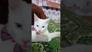 quotUnchi hai buildingquot cats version 😹 music cats funny catlover shorts [upl. by Bred79]