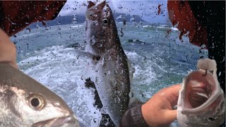 Kob Kabeljou Fishing the Falsebay Reefs fishing [upl. by Marcello]