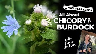 Medical Herbs  All About Chicory and Burdock [upl. by Eittel]