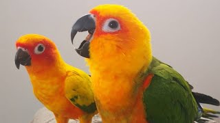 Sun Conure Sounds  Sun Conure Talking And Dancing [upl. by Amees]