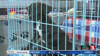 WF Animal Services hopes ordinances increases adoptions [upl. by Toogood]