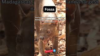 Amazing Fossa Fact [upl. by Alikat]