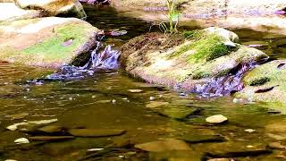 Wassergeräusche Das schöne Rauschen des Baches der Gesang der Vögel heilen Herz und Körper ASMR [upl. by Geiss]