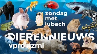 Dierennieuws  Zondag met Lubach S09 [upl. by Franci]