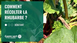 TUTO Comment récolter ma rhubarbe   Jardinerie Gamm vert [upl. by Lemraj]