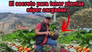 El mejor sustrato CASERO para tus plantas de FRESAS CRECIMIENTO súper rápido [upl. by Eedahs]