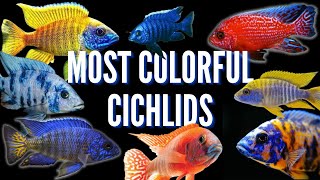 How to Keep Peacock Cichlids  Care Guide amp Species Profile [upl. by Dlonyer]