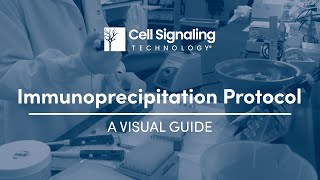 Immunoprecipitation Protocol A Visual Guide  Cell Signaling Technology [upl. by Alleber169]