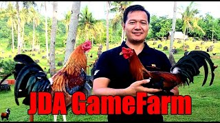 Lets Visit The Farm Of JDA Gamefarm [upl. by Ynttirb]