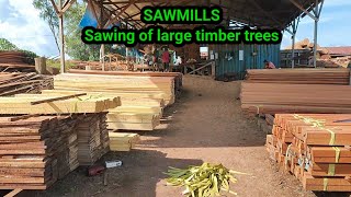 SAWMILLS Sawing of large timber trees [upl. by Folly]