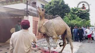 Camel Qurbani 2024 Wapda Town Gujranwala [upl. by Emad]