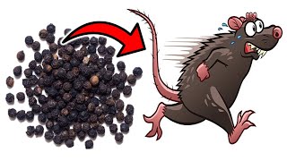 This Simple Substance Gets Rid of MICE amp RATS in SECONDS [upl. by Nibas]