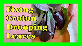 Croton Leaves Drooping and Curling How To Save Drooping Croton Plant [upl. by Marolda]