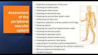 Assessment of the peripheral vascular system [upl. by Duck]