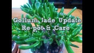 Crassula Gollum Jade plant Update Repot and care [upl. by Yengac982]