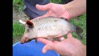 Pigfish on China [upl. by Rowan]