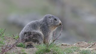 LE MARMOTTE E LA NEBBIA [upl. by Yager]