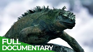 Vanishing Dragons  The Sad Fate of the Galapagos Iguanas  Free Documentary Nature [upl. by Ebneter]