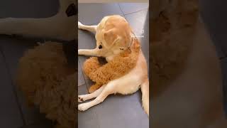 Labrador and poodle together labrador poodle puppy happy [upl. by Jany786]