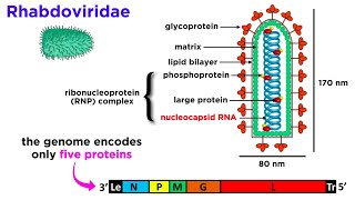 Rabies Genus Lyssavirus [upl. by Eico784]