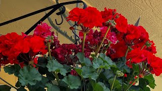 Geraniums beautiful bright red [upl. by Attey]