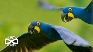 Hyacinth Macaws Run a Unique SeedDistribution Service  Wild to Know [upl. by Lael]