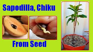 How to Grow Sapodilla  Sapota From Seeds Growing Chiku  Chikoo Tree From Seed [upl. by Glenine]