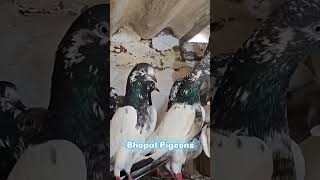 Teddy Pigeons Of Rahul Bhai Ranchi Coming Soon pigeon kabootar [upl. by Drida]