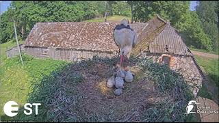 Vistu vanags uzbrūk balto stārķu ligzdaiGoshawk attacks a nest of white storks Latvijas Dabas fonds [upl. by Magnolia]