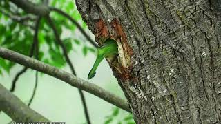 BHUTAN Bluethroated Barbet Yongkola Monggar [upl. by Elleoj]