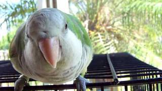 Quaker Parrot Talking quacking like a duck being cute [upl. by Drawdesemaj]