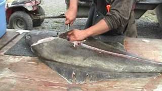 Filleting the 110 Pound Halibut [upl. by Enimaj]