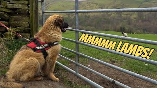 Our GIANT Leonberger Puppy Sees Sheep For the First Time [upl. by Nnylylloh]