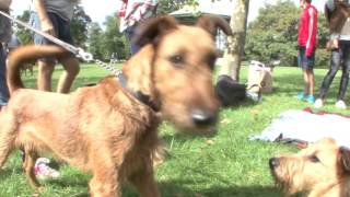 Irish Terriers at PAWS IN THE PARK 2015 [upl. by Wolff350]