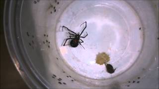 Latrodectus geometricus quotBlack formquot feeding Brown Widow [upl. by Takken642]