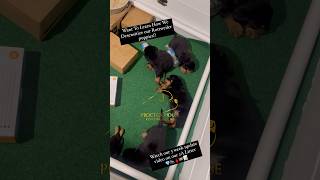 How to desensitize your Rottweiler puppies  Proctor House Rottweilers [upl. by Sallee]