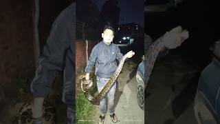 Burmese python Rescued by Bedanga Saikia Rupjyoti Nagar GolaghatAssam [upl. by Jacobson]