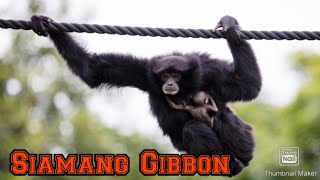 Siamang Gibbons [upl. by Eihs]