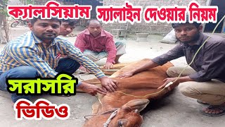 গরুকে ক্যালসিয়াম স্যালাইন দেওয়ার সঠিক নিয়ম। দূর্বল গরুকে সবল করার পদ্ধতি।। [upl. by Neeleuqcaj]